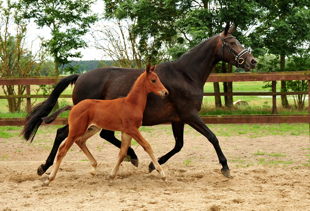 Trakehner Hengstfohlen von Imperio u.d. Schwalbensage v. Grand Corazn
 - Trakehner Gestt Hmelschenburg - Beate Langels