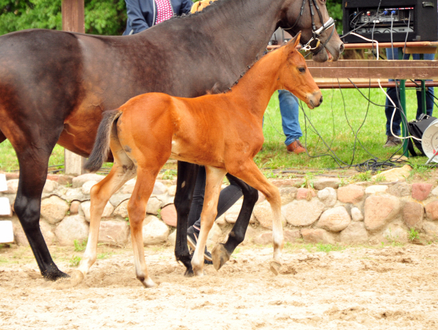 Trakehner Hengstfohlen von Imperio u.d. Schwalbensage v. Grand Corazn
 - Trakehner Gestt Hmelschenburg - Beate Langels