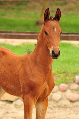 Trakehner Hengstfohlen von Imperio u.d. Schwalbensage v. Grand Corazn
 - Trakehner Gestt Hmelschenburg - Beate Langels