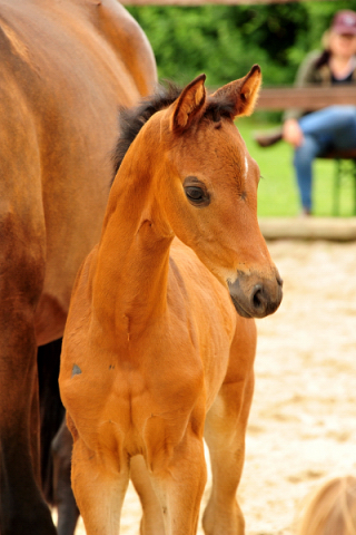 Trakehner Stutfohlen von Le Rouge u.d. Schwalbenknigin v. High Motion  - Gestt Schplitz