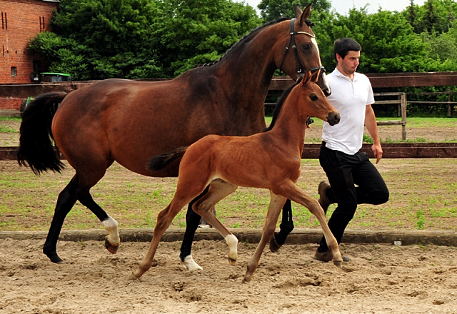 Trakehner Stutfohlen von Le Rouge x High Motion  - Gestt Hmelschenburg - Beate Langels