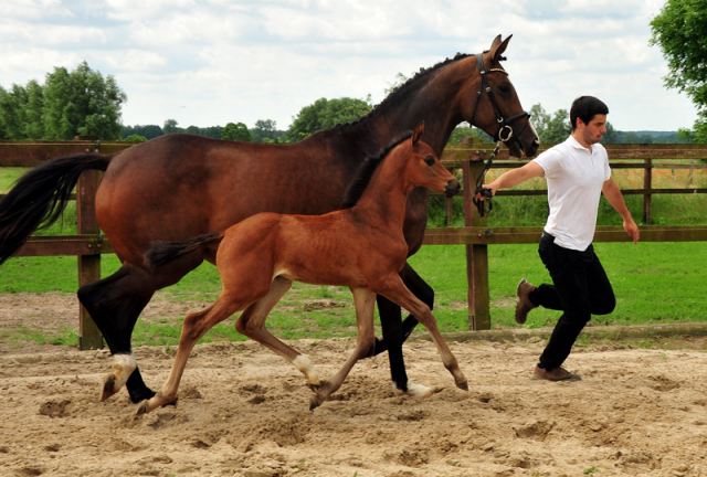 Trakehner Stutfohlen von Le Rouge x High Motion  - Gestt Hmelschenburg - Beate Langels