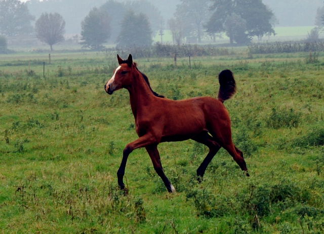 Stutfohlen  von Freudenfest u.d. Karalina v. Exclusiv - im Gestt Schplitz - Foto Beate Langels