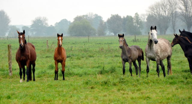 Stutfohlen  von Freudenfest u.d. Karalina v. Exclusiv - im Gestt Schplitz - Foto Beate Langels