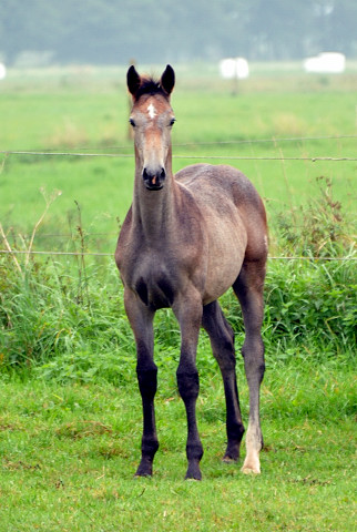 Trakehner Stutfohlen von Exclusiv u.d. Teatime v. Summertime - Foto: Beate Langels - Trakehner Gestt Hmelschenburg