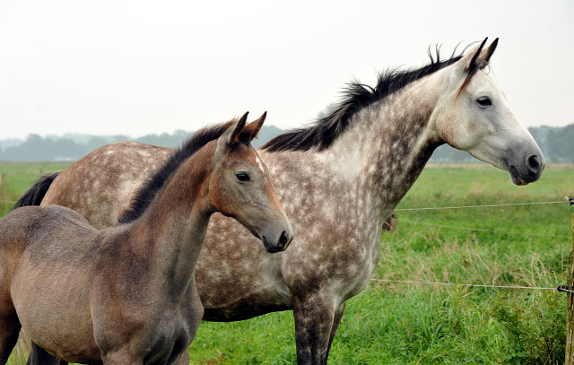 Trakehner Stutfohlen von Exclusiv u.d. Teatime v. Summertime - Foto: Beate Langels - Trakehner Gestt Hmelschenburg