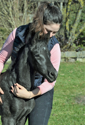 Trakehner Hengst von Imperio u.d. Prmienstute Katniss Everdeen v. Saint Cyr - Gestt Hmelschenburg - Beate Langels