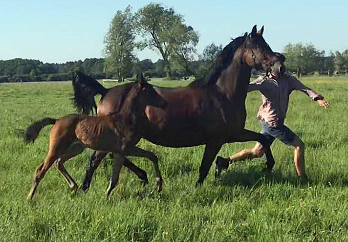 Stutfohlen von His Moment u.d. Pr.u.StPrSt. Katniss Everdeen v. Saint Cyr - Foto: Richard Langels - Trakehner Gestt Hmelschenburg