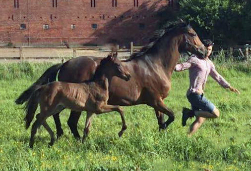 Stutfohlen von His Moment u.d. Pr.u.StPrSt. Katniss Everdeen v. Saint Cyr - Foto: Richard Langels - Trakehner Gestt Hmelschenburg