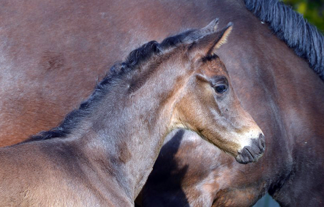 Stutfohlen von His Moment u.d. Pr.u.StPrSt. Katniss Everdeen v. Saint Cyr - Foto: Richard Langels - Trakehner Gestt Hmelschenburg