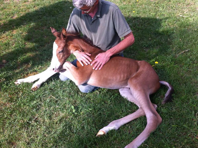 Trakehner Stutfohlen  von Saint Cyr u.d. Pr.u.StPrSt. Grace Note v. Alter Fritz - copyright Beate Langels, Trakehner 
Gestt Hmelschenburg