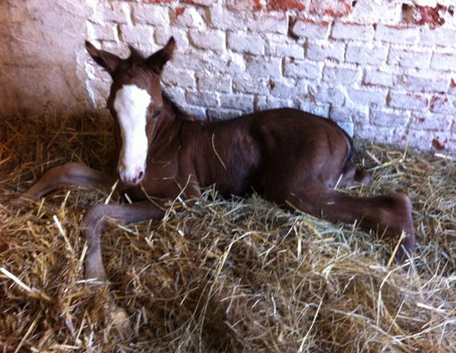 Trakehner Stutfohlen  von Saint Cyr u.d. Pr.u.StPrSt. Grace Note v. Alter Fritz - copyright Beate Langels, Trakehner 
Gestt Hmelschenburg