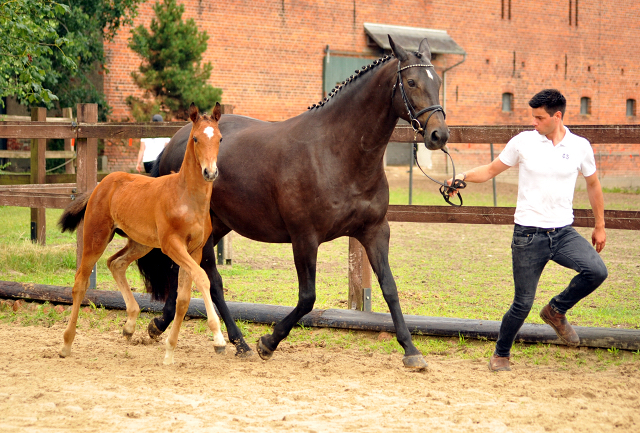 Trakehner Stutfohlen von High Motion u.d. Sacre Elysee v. Exclusiv - copyright Beate Langels, Trakehner 
Gestt Hmelschenburg