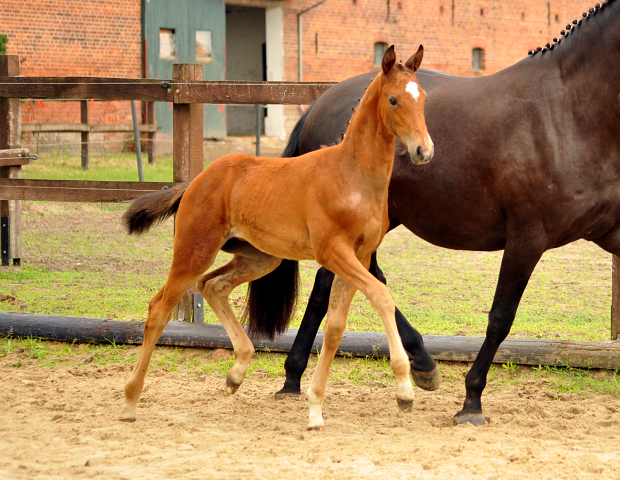 Trakehner Stutfohlen von High Motion u.d. Sacre Elysee v. Exclusiv - copyright Beate Langels, Trakehner 
Gestt Hmelschenburg