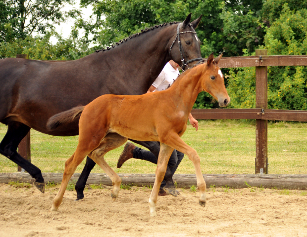 Trakehner Stutfohlen von High Motion u.d. Sacre Elysee v. Exclusiv - copyright Beate Langels, Trakehner 
Gestt Hmelschenburg