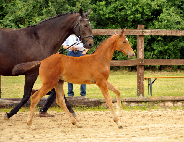 Trakehner Stutfohlen von High Motion u.d. Sacre Elysee v. Exclusiv - copyright Beate Langels, Trakehner 
Gestt Hmelschenburg