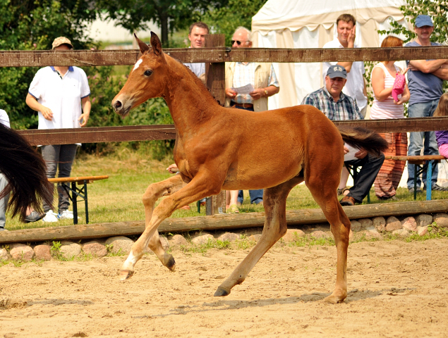 Trakehner Stutfohlen von High Motion u.d. Sacre Elysee v. Exclusiv - copyright Beate Langels, Trakehner 
Gestt Hmelschenburg