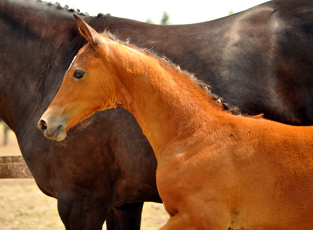 Trakehner Stutfohlen von High Motion u.d. Sacre Elysee v. Exclusiv - copyright Beate Langels, Trakehner 
Gestt Hmelschenburg