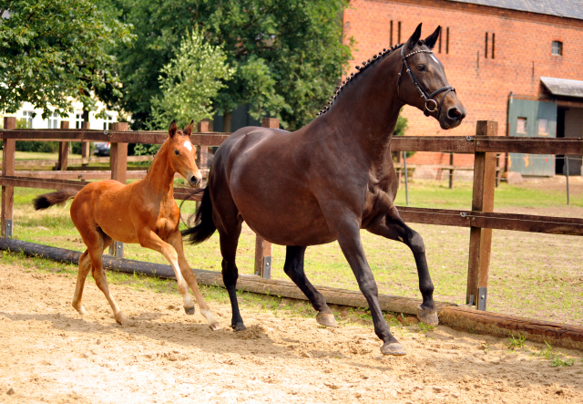 Trakehner Stutfohlen von High Motion u.d. Sacre Elysee v. Exclusiv - copyright Beate Langels, Trakehner 
Gestt Hmelschenburg