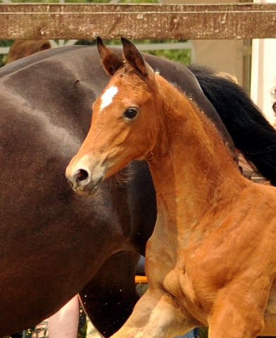 Trakehner Stutfohlen von High Motion u.d. Sacre Elysee v. Exclusiv - copyright Beate Langels, Trakehner 
Gestt Hmelschenburg