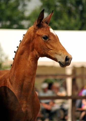 Trakehner Stutfohlen von High Motion u.d. Sacre Elysee v. Exclusiv - copyright Beate Langels, Trakehner 
Gestt Hmelschenburg