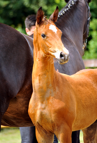 Trakehner Stutfohlen von High Motion u.d. Sacre Elysee v. Exclusiv - copyright Sabine Langels, Trakehner 
Gestt Hmelschenburg