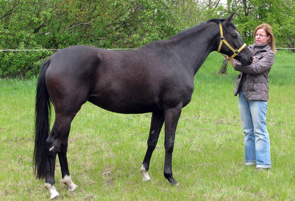 Schwalbensiegel von Kostolany u.d. Pr.,StPr. u. Elitestute Schwalbenspiel v. Exclusiv - Foto: Melanie Weseloh - Zchter : Trakehner Gestt Hmelschenburg