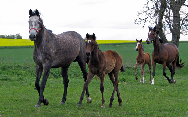 Stutfohlen von Exclusiv u.d. Teatime v. Summertime - Foto: Melanie Weseloh - Zchter : Trakehner Gestt Hmelschenburg