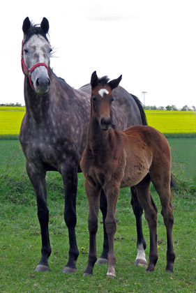 Stutfohlen von Exclusiv u.d. Teatime v. Summertime - Foto: Melanie Weseloh - Zchter : Trakehner Gestt Hmelschenburg