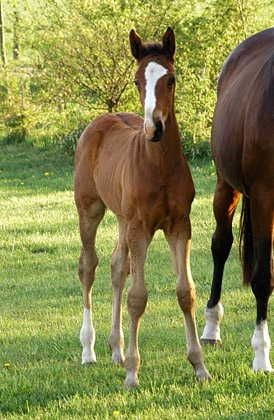 Hengstfohlen von Freudenfest u.d. Karalina v. Exclusiv - Foto: Richard Langels, Besitzer: Beate Langels - Trakehner Gestt Hmelschenburg