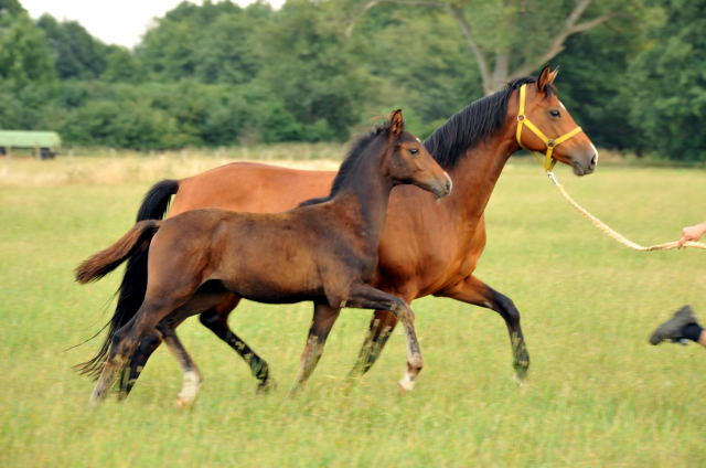  Trakehner Hengstfohlen von Exclusiv u.d. Schwalbenfee v. Freudenfest - Foto: Beate Langels