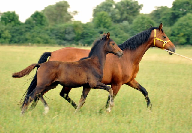  Trakehner Hengstfohlen von Exclusiv u.d. Schwalbenfee v. Freudenfest - Foto: Beate Langels