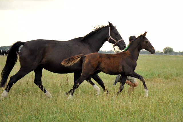 Trakehner Stutfohlen  von Saint Cyr u.d. Pr.u.StPrSt. Grace Note v. Alter Fritz - copyright Beate Langels, Trakehner 
Gestt Hmelschenburg