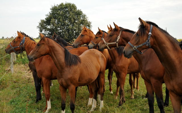 Jhrlingsstuten in Schplitz - copyright Beate Langels, Trakehner 
Gestt Hmelschenburg
