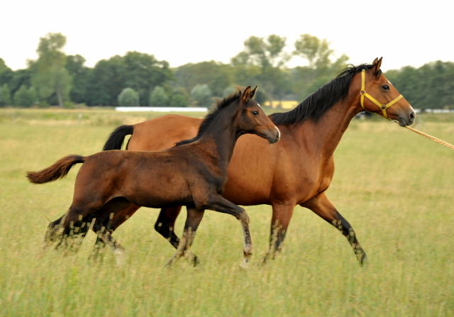  Trakehner Hengstfohlen von Exclusiv u.d. Schwalbenfee v. Freudenfest - Foto: Beate Langels