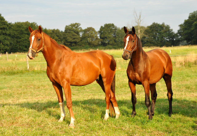  Schplitz - copyright Beate Langels, Trakehner 
Gestt Hmelschenburg