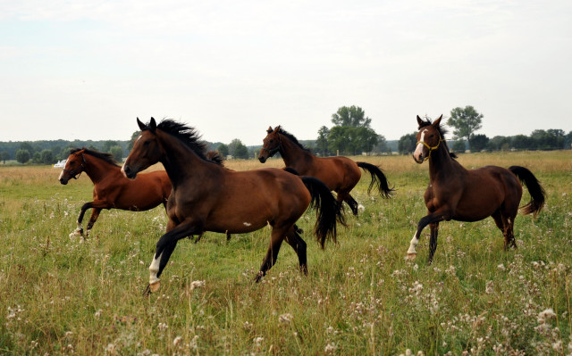 Zweijhrige Stuten in Schplitz - copyright Beate Langels, Trakehner 
Gestt Hmelschenburg