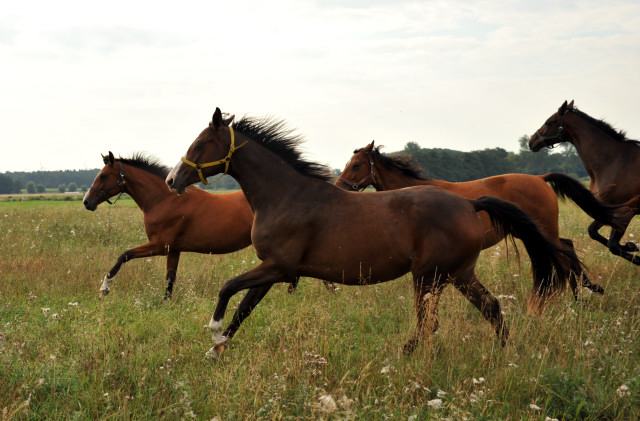 Zweijhrige Stuten in Schplitz - copyright Beate Langels, Trakehner 
Gestt Hmelschenburg