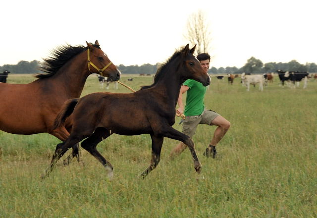 Trakehner Colt by Exclusiv out of Schwalbenfee by . Freudenfest - Foto: Beate Langels