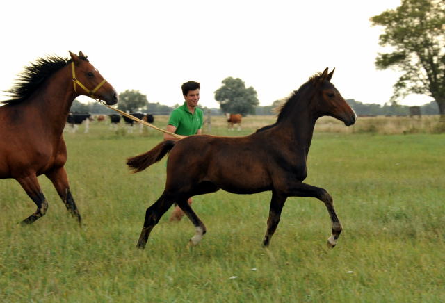  Trakehner Hengstfohlen von Exclusiv u.d. Schwalbenfee v. Freudenfest - Foto: Beate Langels