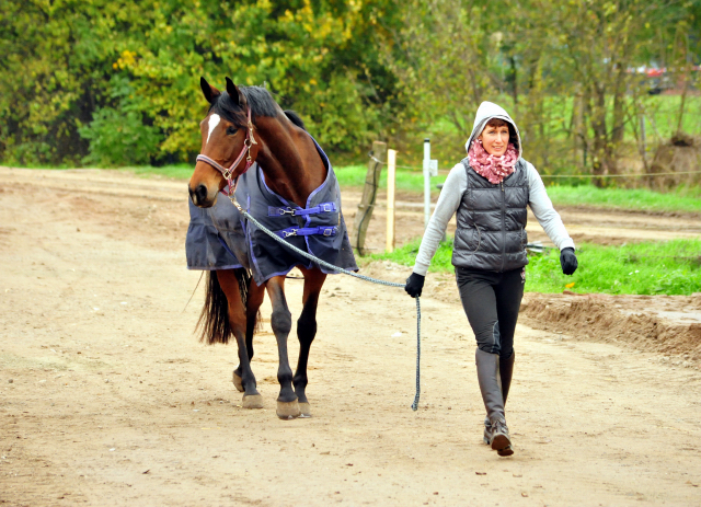 Prmien- u. Staatsprmienstute Katniss Everdeen v. Saint Cyr im Gestt Schplitz im Oktober 2016  - Foto: Beate Langels -
Trakehner Gestt Hmelschenburg