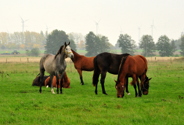 Die Gruppe der 2jhrigen Stuten im Gestt Schplitz im Oktober 2016 - Foto: Beate Langels -
Trakehner Gestt Hmelschenburg