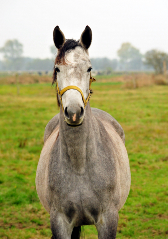 Trakehner Stute von Exclusiv u.d. Teatime v. Summertime - Foto: Beate Langels - Trakehner Gestt Hmelschenburg