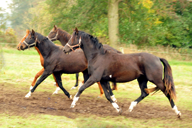 Theodora JvK v. Saint Cyr in der Gruppe der 2jhrigen Stuten - Gestt Schplitz im Oktober 2016 - Foto: Beate Langels -
Trakehner Gestt Hmelschenburg