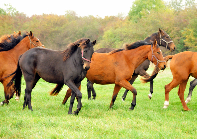 Die Gruppe der 2jhrigen Stuten im Gestt Schplitz im Oktober 2016  - Foto: Beate Langels -
Trakehner Gestt Hmelschenburg