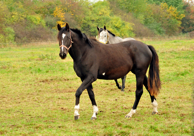 Theodora JvK v. Saint Cyr in der Gruppe der 2jhrigen Stuten - Schplitz im Oktober 2016 - Foto: Beate Langels -
Trakehner Gestt Hmelschenburg