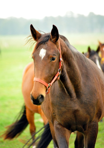 Vicente v. Exclusiv im Gestt Schplitz im Oktober 2016  - Foto: Beate Langels -
Trakehner Gestt Hmelschenburg