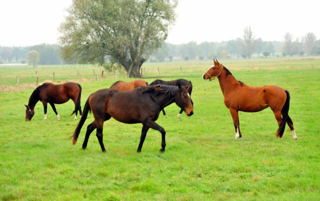 Die Gruppe der 3jhrigen und lteren Stuten im Gestt Schplitz im Oktober 2016  - Foto: Beate Langels -
Trakehner Gestt Hmelschenburg