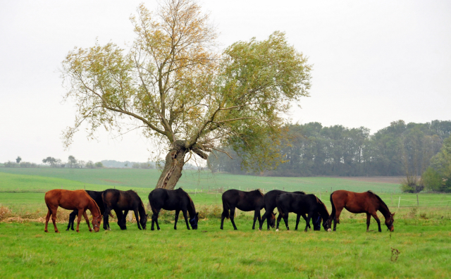 Die Gruppe der 3jhrigen und lteren Stuten im Gestt Schplitz im Oktober 2016  - Foto: Beate Langels -
Trakehner Gestt Hmelschenburg
