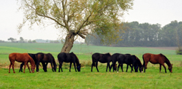Gestt Schplitz - High Motion v. Saint Cyr  - Foto: Beate Langels Oktober 2016 - Foto: Beate Langels -
Trakehner Gestt Hmelschenburg